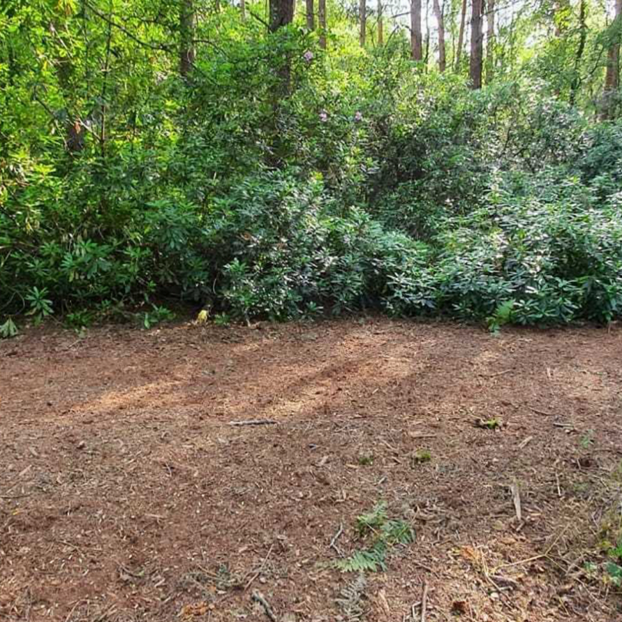 Greyhound Wild Woodland Camping in Dorset